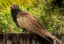 Pheasant Coucal, Kukuk Australia Yang Tak Menitipkan Telur Dan Lebih Suka Berjalan