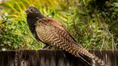 Pheasant Coucal, Kukuk Australia Yang Tak Menitipkan Telur Dan Lebih Suka Berjalan
