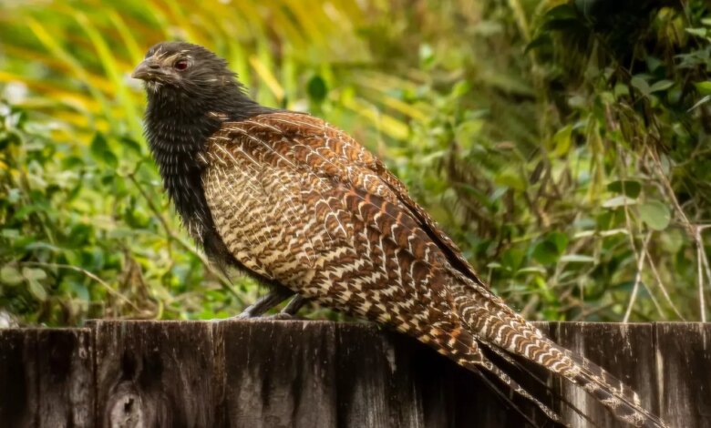 Pheasant Coucal, Kukuk Australia Yang Tak Menitipkan Telur Dan Lebih Suka Berjalan