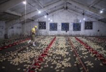 Kementan Turun Tangan Saat Harga Ayam Jatuh di Bawah HPP, Pasokan Berlebih Bikin Peternak Menjerit