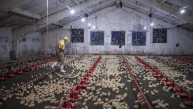 Kementan Turun Tangan Saat Harga Ayam Jatuh di Bawah HPP, Pasokan Berlebih Bikin Peternak Menjerit