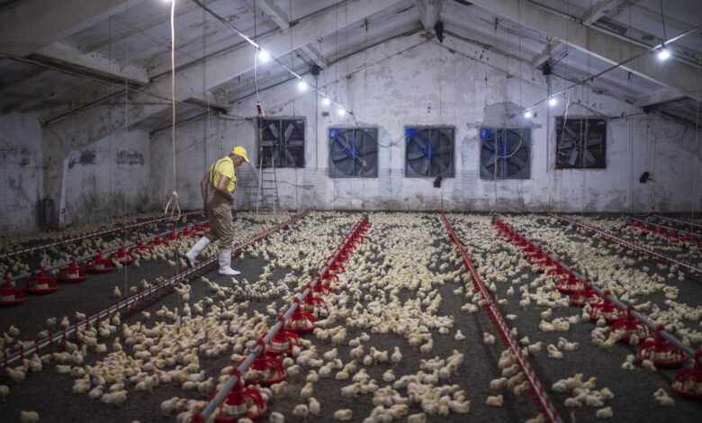 Kementan Turun Tangan Saat Harga Ayam Jatuh di Bawah HPP, Pasokan Berlebih Bikin Peternak Menjerit