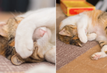 Kucing Benarkah Bisa Dendam, Ini Yang Sebenarnya Terjadi Saat Mereka Menghindar
