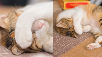 Kucing Benarkah Bisa Dendam, Ini Yang Sebenarnya Terjadi Saat Mereka Menghindar