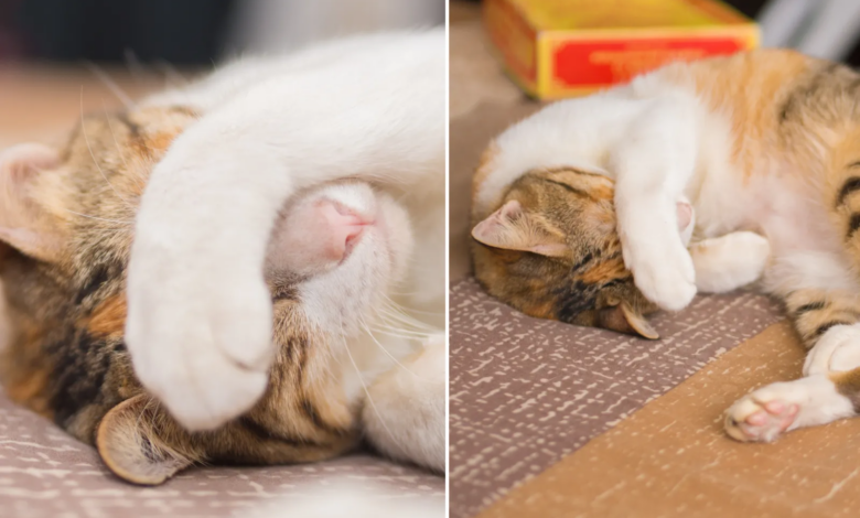 Kucing Benarkah Bisa Dendam, Ini Yang Sebenarnya Terjadi Saat Mereka Menghindar