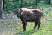 Mishmi Takin, Raksasa Gunung Yang Jarang Terlihat Dan Terancam Iklim Hangat