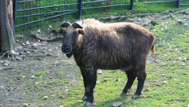 Mishmi Takin, Raksasa Gunung Yang Jarang Terlihat Dan Terancam Iklim Hangat