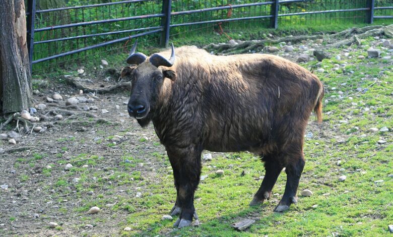 Mishmi Takin, Raksasa Gunung Yang Jarang Terlihat Dan Terancam Iklim Hangat