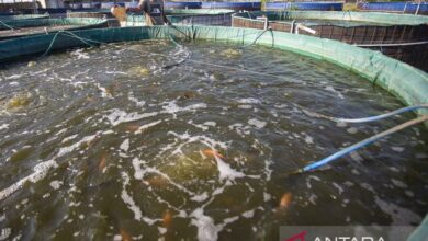 KKP Dorong Budidaya Ikan Tematik Di 40 Ribu Lokasi, Jalan Baru Pasok MBG Dan Ketahanan Pangan