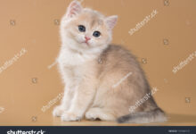 13 Warna Kucing British Shorthair, Dari Biru Klasik Hingga Emas yang Langka