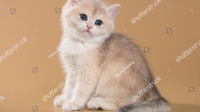 13 Warna Kucing British Shorthair, Dari Biru Klasik Hingga Emas yang Langka