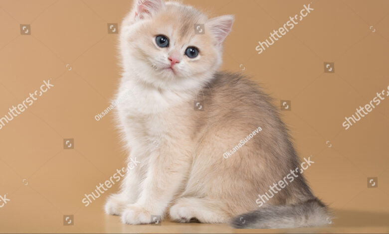 13 Warna Kucing British Shorthair, Dari Biru Klasik Hingga Emas yang Langka