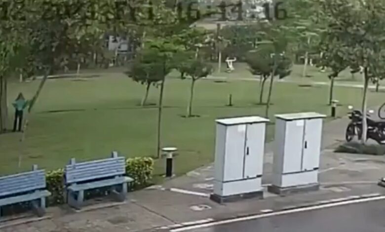 Kenapa Pohon Sering Jadi Sasaran Petir, 5 Fakta Ini Bikin Orang Tak Lagi Sembarangan Berteduh