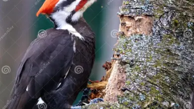Burung Pelatuk Mematuk Ribuan Kali Tanpa Cedera, Ini Rahasia Tubuhnya